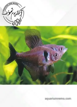 تترا بلک فانتوم