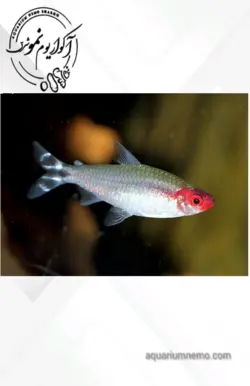 تترا رامینوز