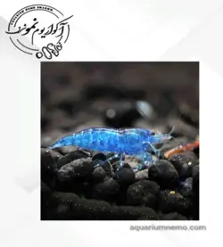 شریمپ بلو کربن