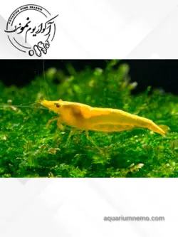 شریمپ یلو گلدن لاین