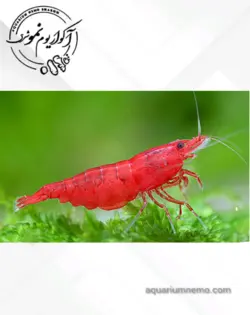 شریمپ رد چری