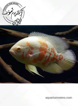 اسکار  تایگر آلبینو