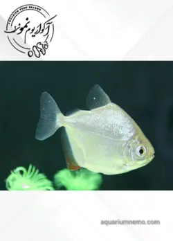 ماهی سیلور دالر