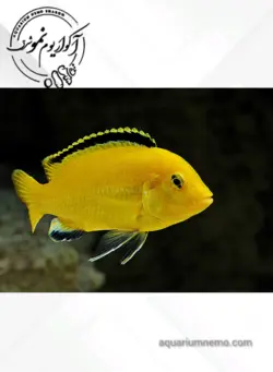 سیچلاید ماکرو