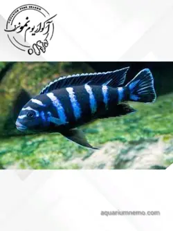 سیچلاید دماسونی