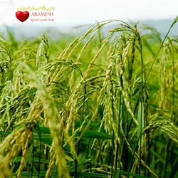 فروش عمده برنج طارم درجه یک