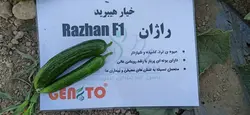 بذر خیار راژان