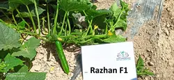 بذر خیار راژان