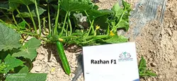 بذر خیار راژان