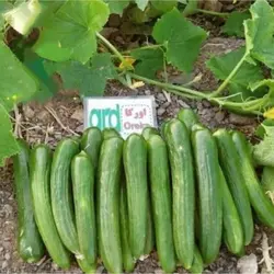 بذر خیار اورکا
