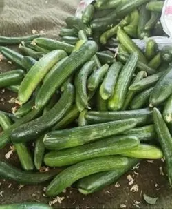بذر خیار اورکا