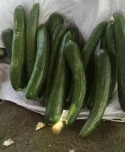 بذر خیار اورکا
