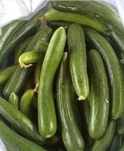بذر خیار اورکا