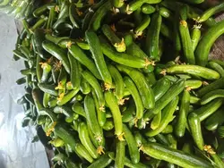 بذر خیار 009 (GS 27009) گلوریا سیدز
