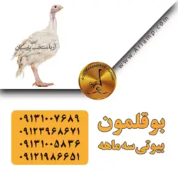 بوقلمون بیوتی زنده مشهد