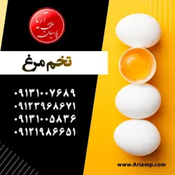 تخم مرغ تهران
