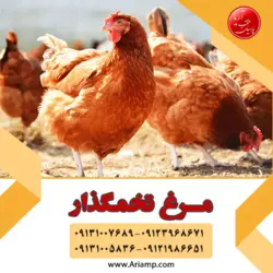 فروش مرغ تخم گذار رنگی وارداتی لوهمن چهار ماهه